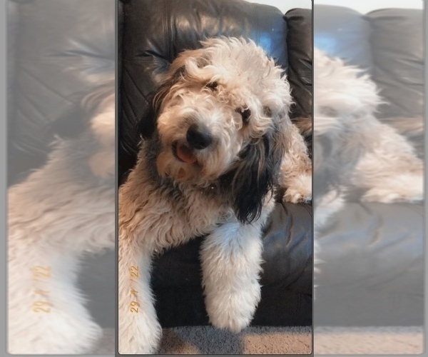 Medium Photo #1 Bernedoodle Puppy For Sale in LEES SUMMIT, MO, USA