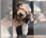 Small Photo #1 Bernedoodle Puppy For Sale in LEES SUMMIT, MO, USA