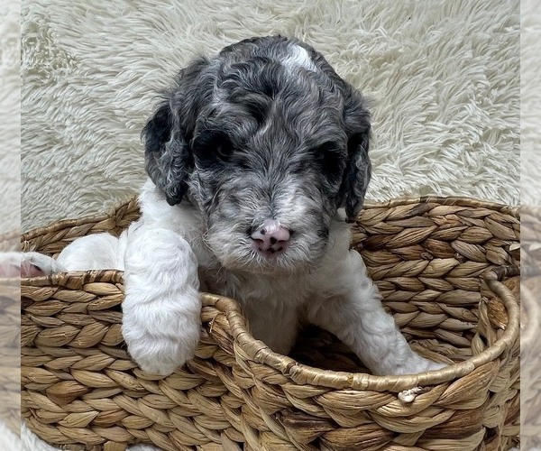 Medium Photo #14 Double Doodle Puppy For Sale in PIERSON, FL, USA