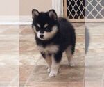 Small Photo #2 Pomsky Puppy For Sale in SEBRING, FL, USA