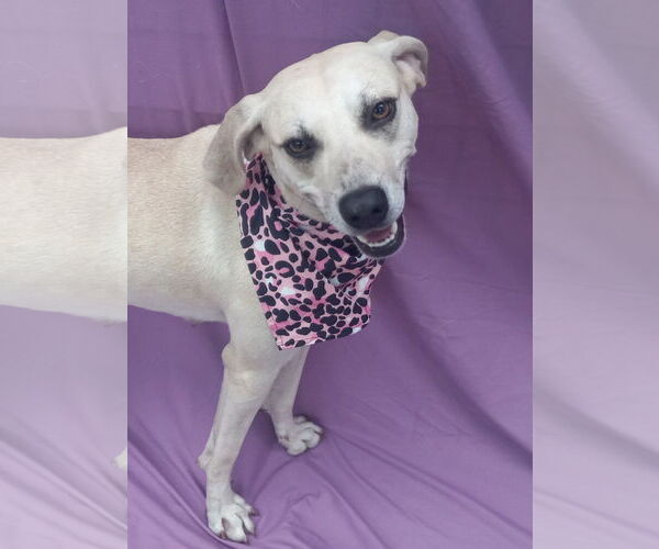 Medium Photo #14 Labrador Retriever-Unknown Mix Puppy For Sale in Murfreesboro, NC, USA