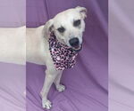 Small #13 Labrador Retriever Mix