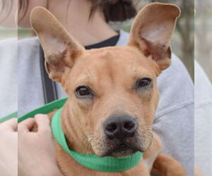 American Staffordshire Terrier-Boxer Mix Dogs for adoption in Huntley, IL, USA
