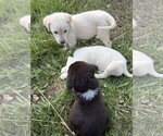 Small Photo #3 Great Pyrenees-Unknown Mix Puppy For Sale in Chama, NM, USA