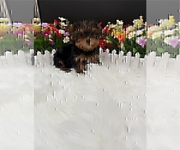 Medium Photo #16 Morkie Puppy For Sale in MIAMI BEACH, FL, USA