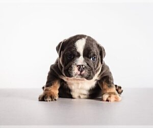 Bulldog Puppy for sale in OAKTON, VA, USA