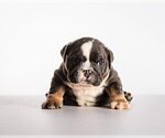 Small Photo #1 Bulldog Puppy For Sale in OAKTON, VA, USA