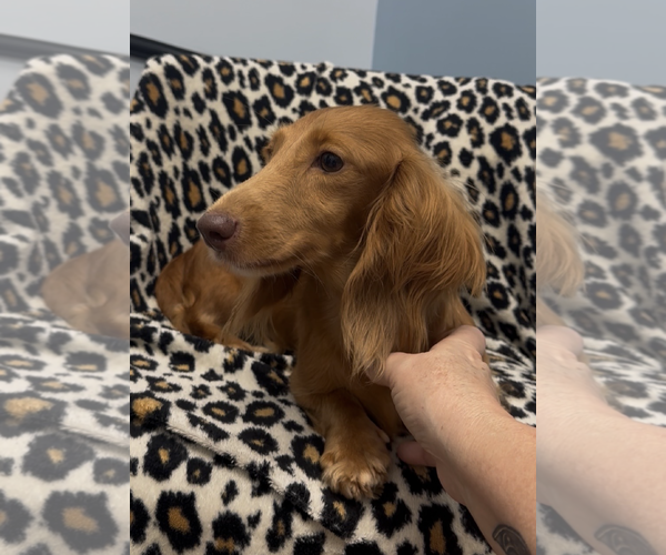 Medium Photo #3 Dachshund Puppy For Sale in Weston, FL, USA