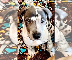 Great Dane Puppy for sale in SHELDON, IA, USA