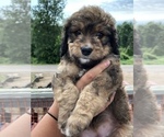 Small Photo #5 Bernedoodle Puppy For Sale in WINTER, WI, USA