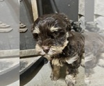 Puppy Puppy 2 ShihPoo