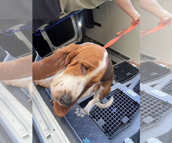 Medium Photo #4 Basset Hound Puppy For Sale in Oak Bluffs, MA, USA