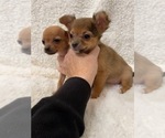 Small Photo #2 Chihuahua Puppy For Sale in AURORA, CO, USA
