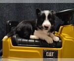 Small #20 Border Collie