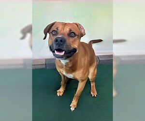 Mutt Dogs for adoption in Pasadena, CA, USA