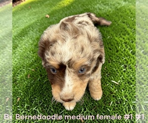 Bernedoodle (Miniature) Puppy for sale in MONTPELIER, OH, USA