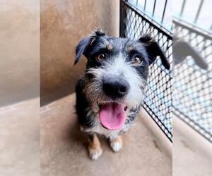 Mutt Dogs for adoption in Chula Vista, CA, USA