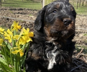 Bernedoodle Puppy for sale in BOWLING GREEN, OH, USA
