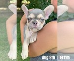 Puppy Flower French Bulldog