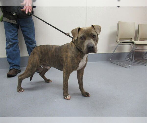 Medium Photo #1 Mutt Puppy For Sale in Louisville, KY, USA