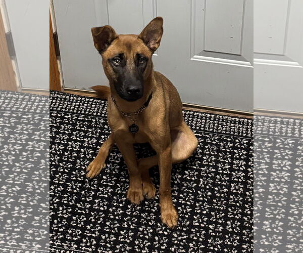 Medium Photo #2 Mutt Puppy For Sale in Princeton, MN, USA