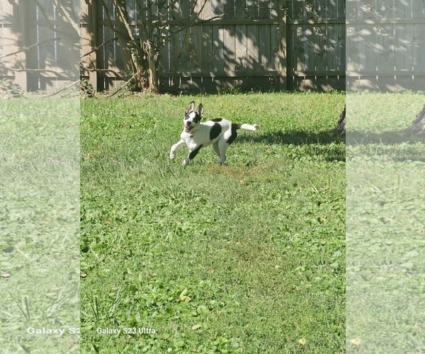Medium Photo #1 Gerberian Shepsky Puppy For Sale in Waterloo, IA, USA