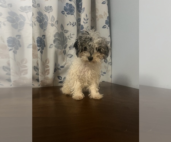 Medium Photo #30 Poodle (Miniature) Puppy For Sale in DURHAM, CT, USA