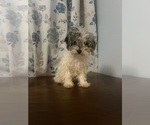 Small #29 Poodle (Miniature)