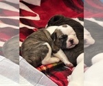 Puppy June bug Olde English Bulldogge