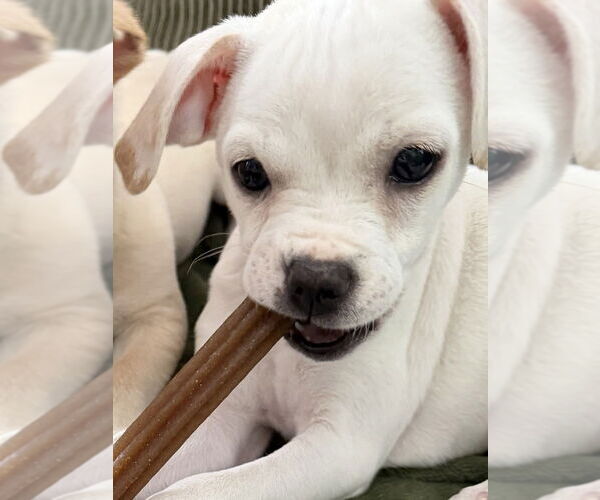 Medium Photo #3 Chihuahua-Unknown Mix Puppy For Sale in Springdale, PA, USA