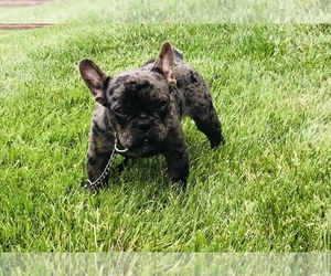 French Bulldog Puppy for sale in COLORADO SPRINGS, CO, USA