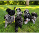 Small #36 Cavapoo (Miniature)