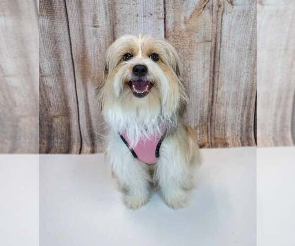 Medium Photo #2 Shih Tzu-Unknown Mix Puppy For Sale in Kennesaw, GA, USA
