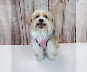 Buttercup - Female Shih Tzu-Unknown Mix Dog for Adoption - Photo #2