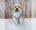 Small #1 Shih Tzu Mix