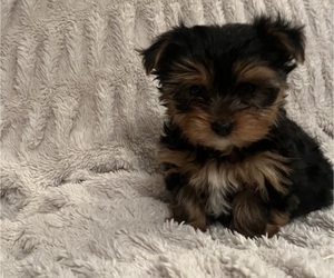 Yorkshire Terrier Puppy for Sale in PR DU CHIEN, Wisconsin USA