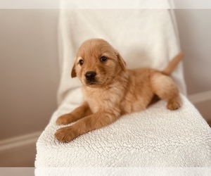 Golden Retriever Puppy for Sale in CLEVELAND, North Carolina USA