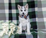 Small Photo #2 Pomsky Puppy For Sale in CHRISTIANA, PA, USA