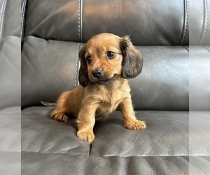 Dachshund Puppy for sale in FRANKLIN, IN, USA