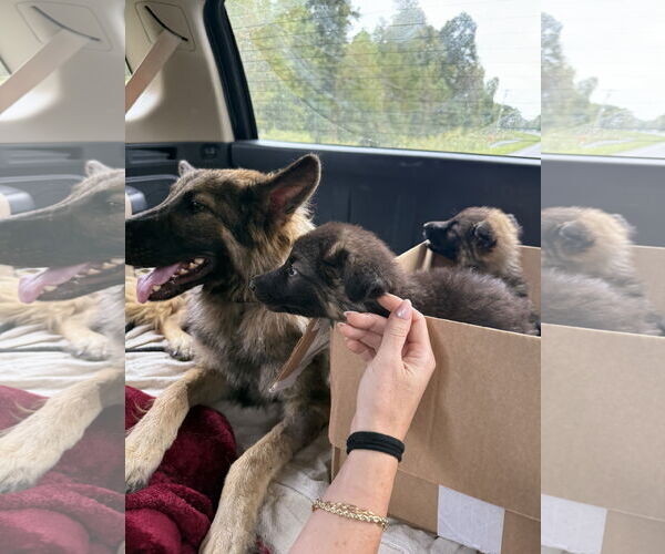 Medium Photo #2 German Shepherd Dog Puppy For Sale in New Hill, NC, USA