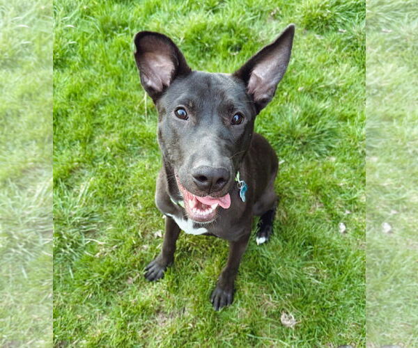 Medium Photo #5 Labrador Retriever-Unknown Mix Puppy For Sale in Plainfield, IL, USA