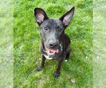 Small #4 Labrador Retriever Mix