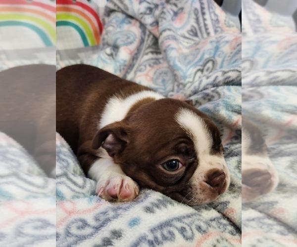 Medium Photo #3 Boston Terrier Puppy For Sale in AUBURNDALE, WI, USA