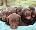 Image preview for Ad Listing. Nickname: Litter of 7
