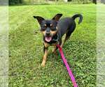 Small #2 Mutt