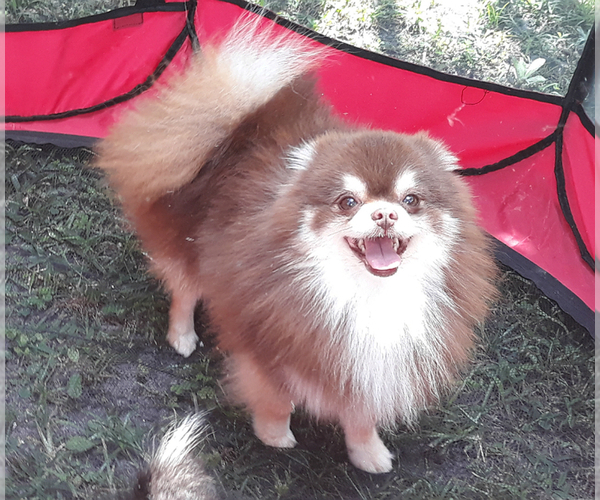 Medium Photo #1 Pomeranian Puppy For Sale in WEST PALM BEACH, FL, USA