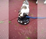 Small Photo #23 Bulldog Puppy For Sale in TUNNEL HILL, GA, USA