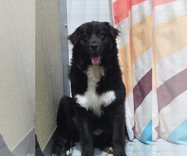 Medium Photo #1 Border Collie-Unknown Mix Puppy For Sale in Highland, IL, USA