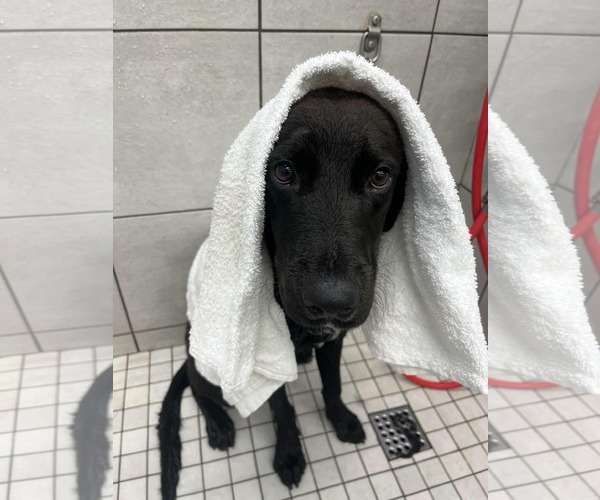 Medium Photo #6 Labrador Retriever-Unknown Mix Puppy For Sale in San Diego, CA, USA
