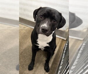 Mutt Dogs for adoption in San Bernardino, CA, USA